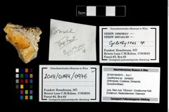 Foto (Objekt + Etikett) von Cyclothyreus sp.  (NHMW-GEO-2014-0194-0976)